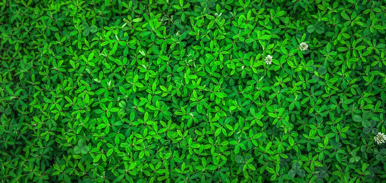 Vibrant green leaves with small white flowers offer a rich nature texture.
