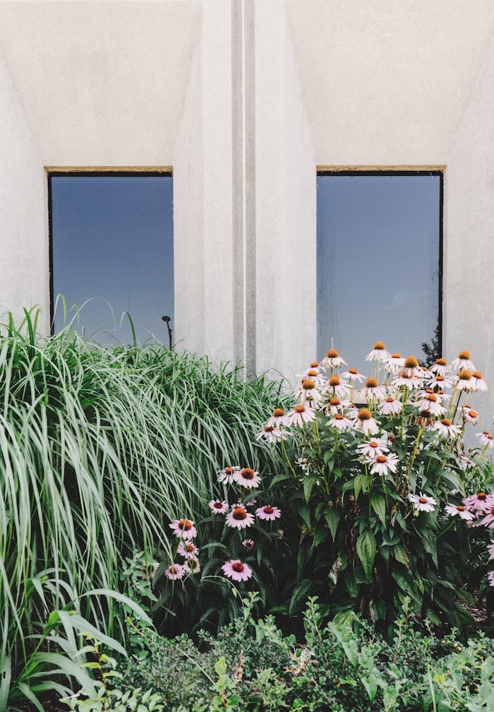 Lush garden featuring vibrant blooming flowers and grasses by modern building windows.