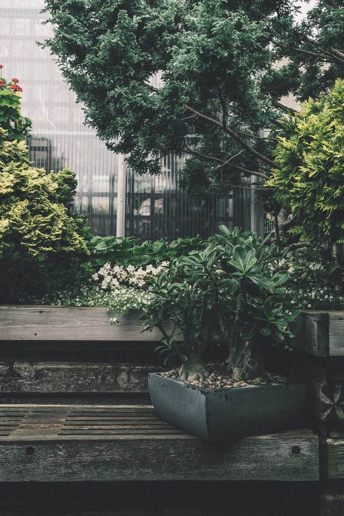 Peaceful garden scene featuring a wooden bench, bonsai tree, and lush greenery.