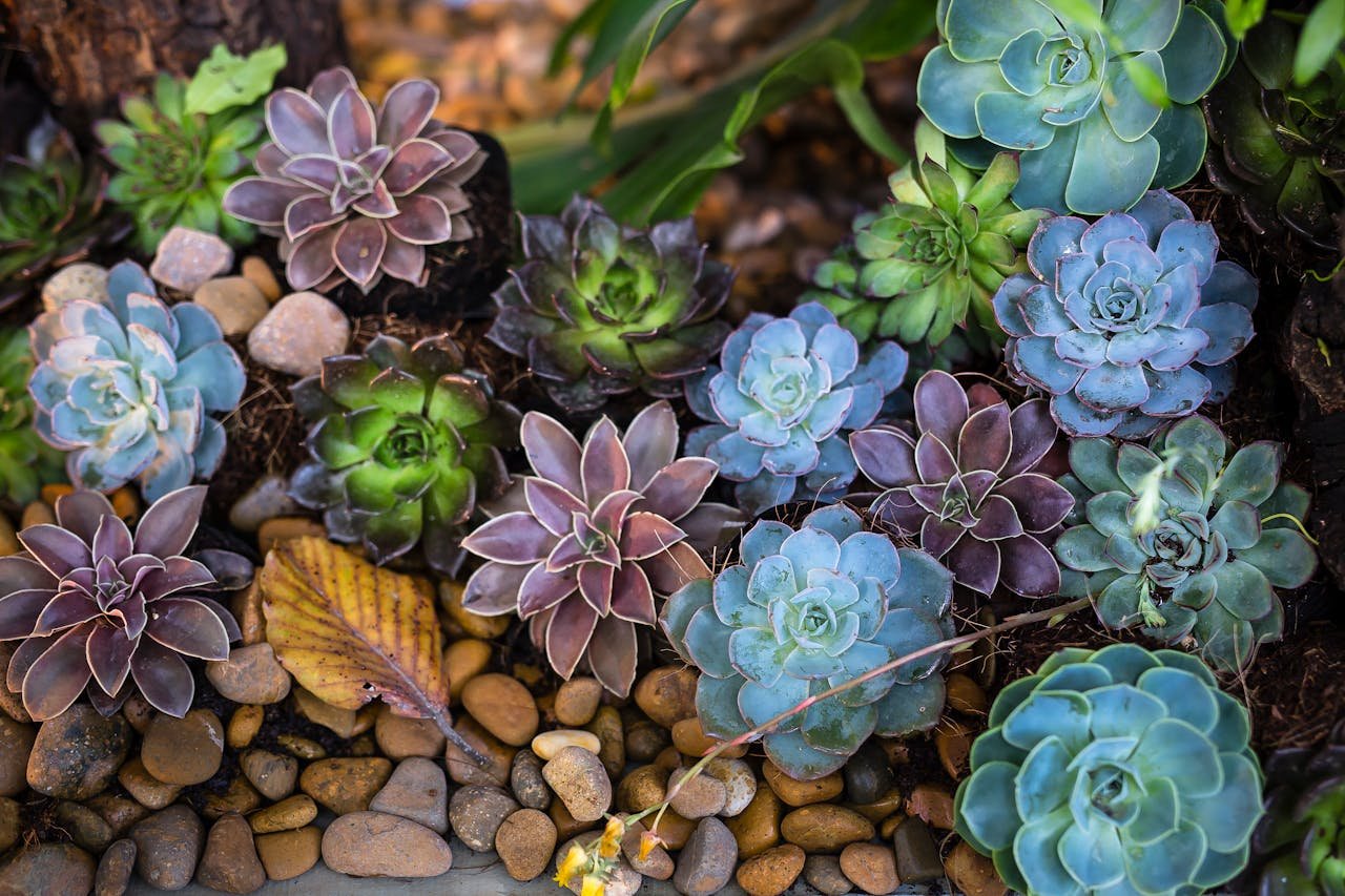 A colorful collection of succulents among stones in an outdoor garden.